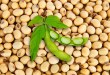 Tìm Hiểu Về Đậu Nành Non GMO (Không Biến Đổi Gen) và Đậu Nành GMO (Biến Đổi Gen)